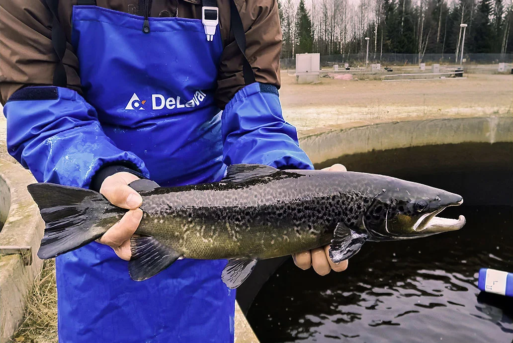 Pelastuuko Suomen sisävesien ikonisin kala sukupuutolta? – ”Yhteistyön tavoitteena on jättää tulevillekin sukupolville elinvoimainen järvilohikanta”