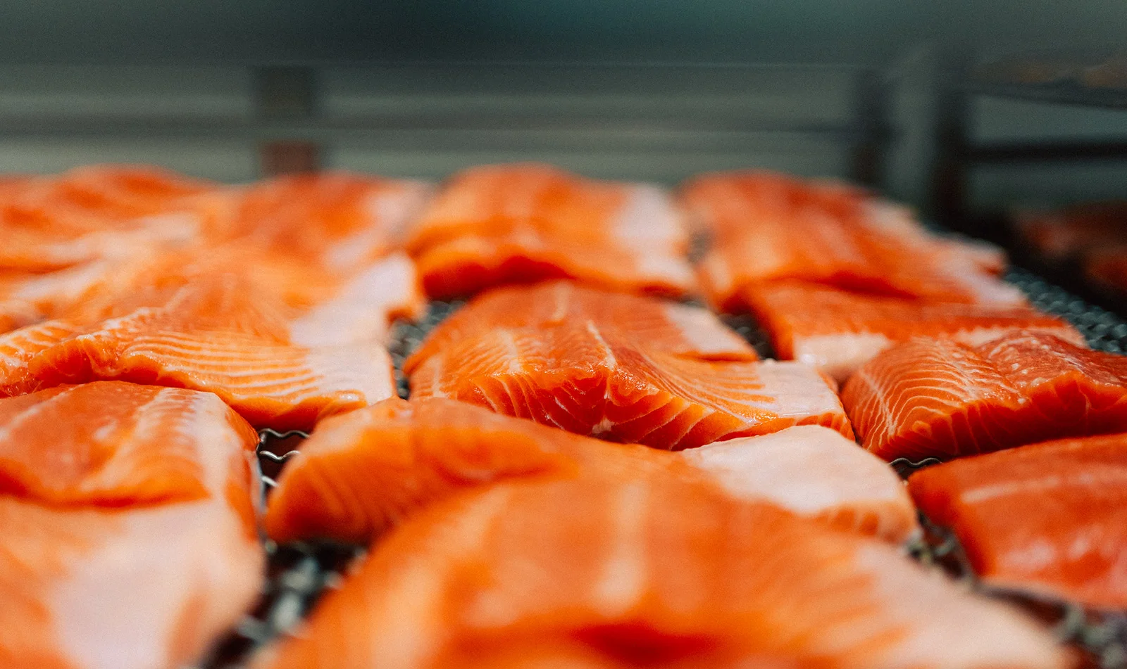 100 % kotimaisuusaste kirjolohessa saavutettu