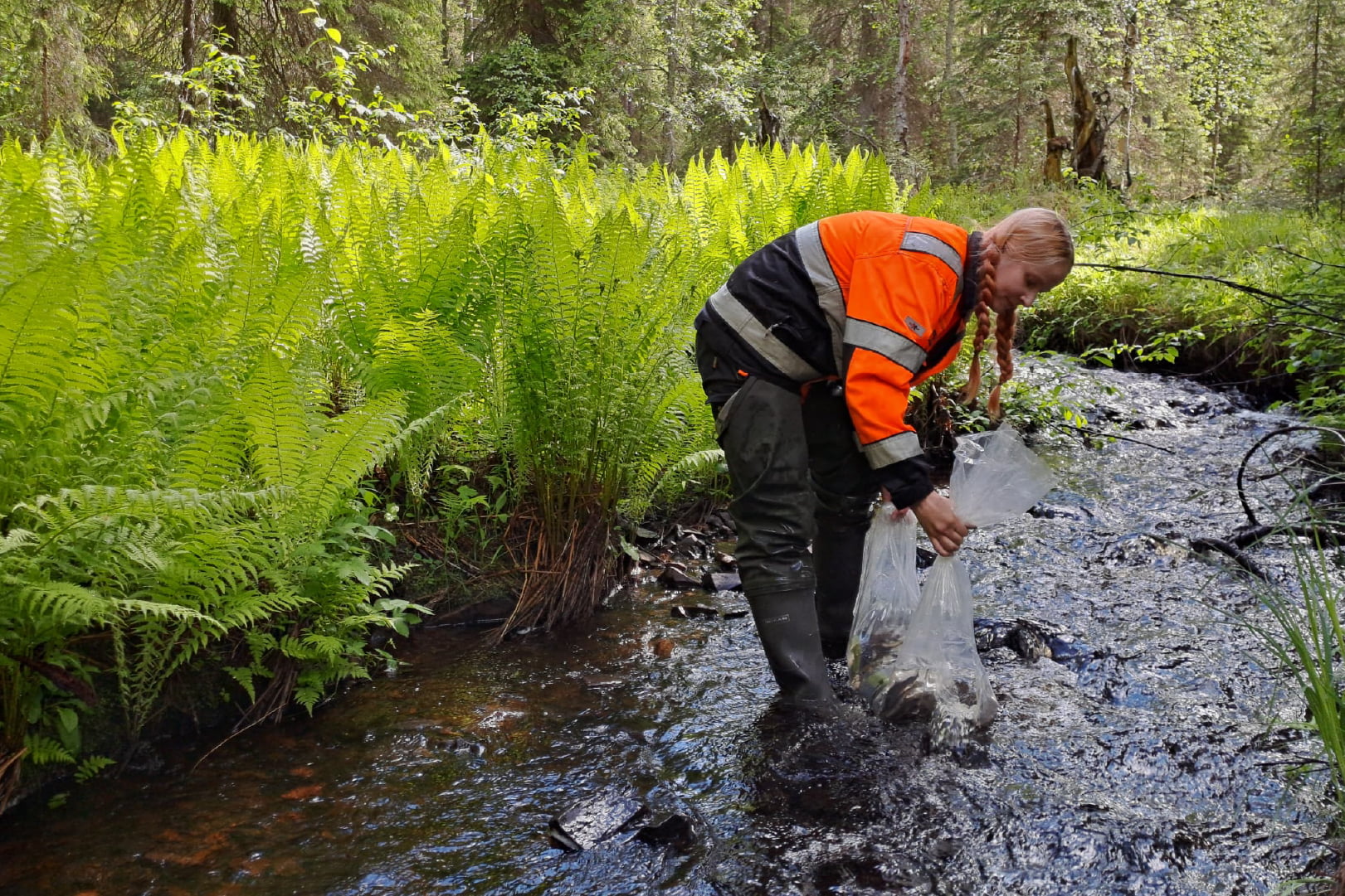 Meritaimenen istutus vahvistaa toisen lajin selviytymistä – vaelluskala on väliaikainen koti uhanalaisen raakun itiöille