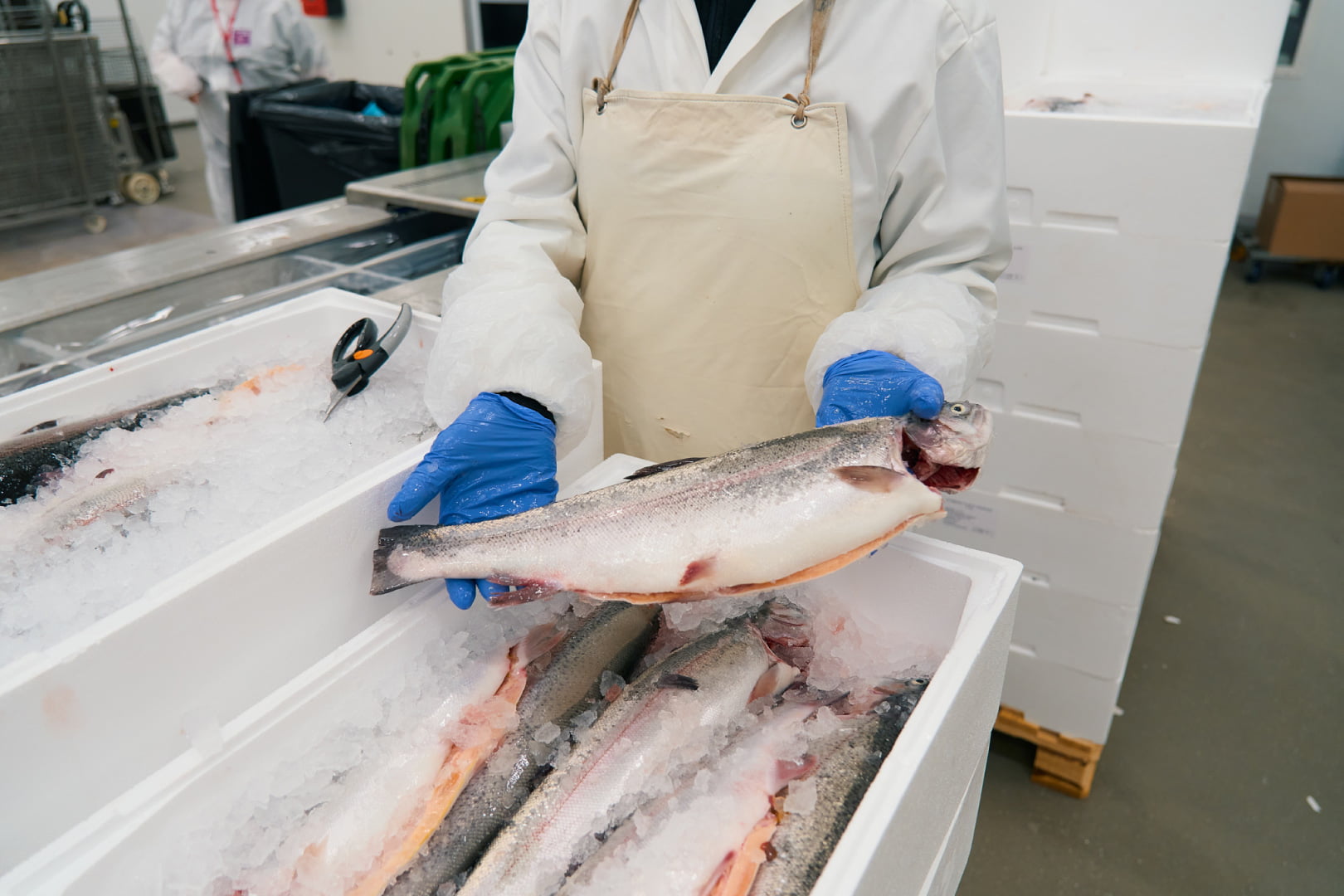 Kalavapriikin uutuustuote torjuu hävikkiä ja hyödyntää kirjolohesta 90 prosenttia elintarvikkeeksi