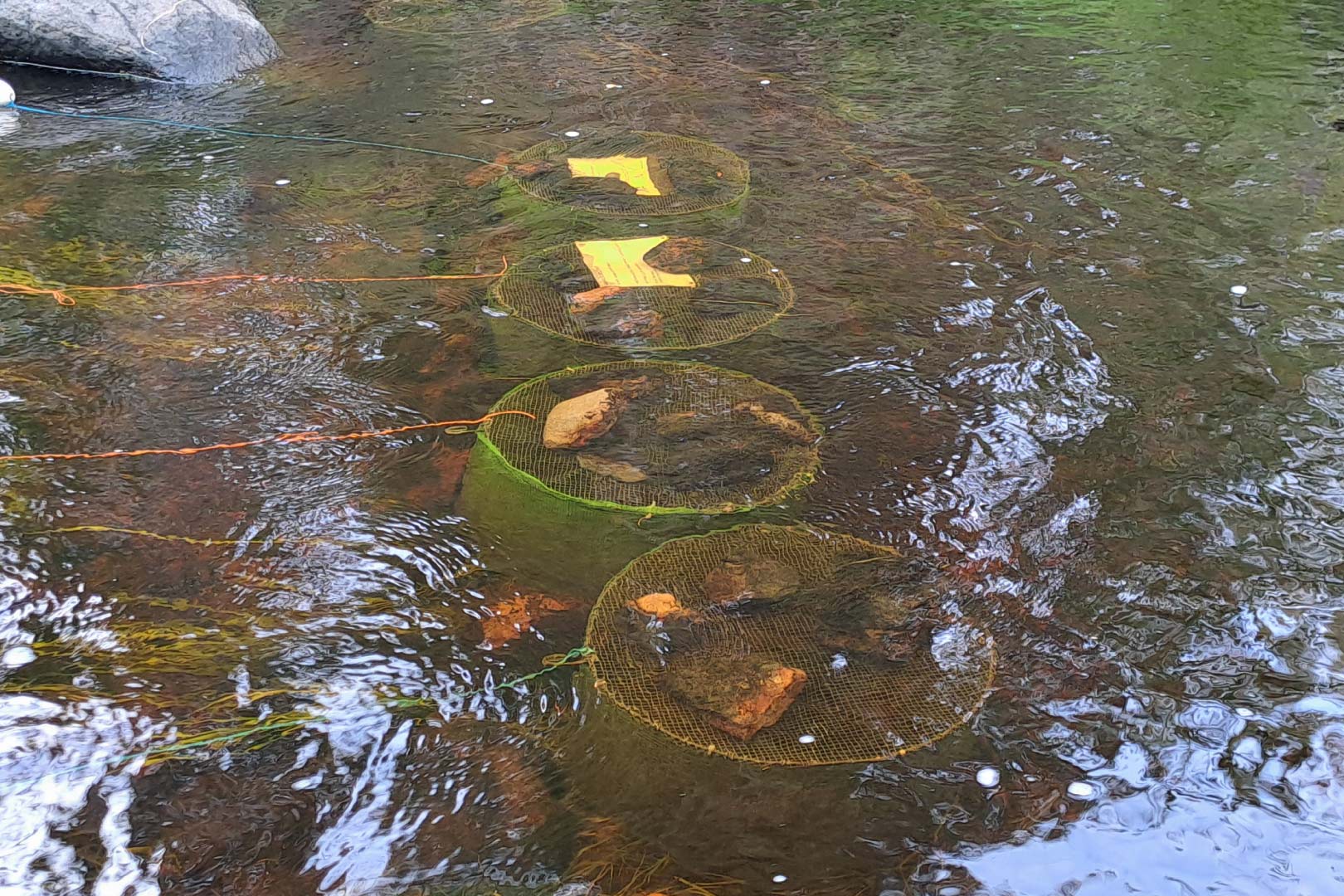 Kiire jo on, ja siksi raakkukannan heikkenemistä tutkitaan lisää