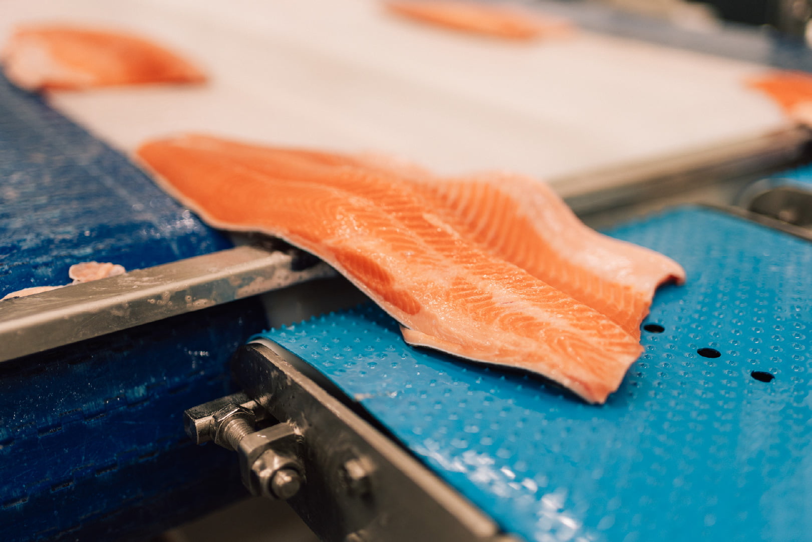 Kalavapriikin kokonaishiilijalanjälki kasvoi vuonna 2024