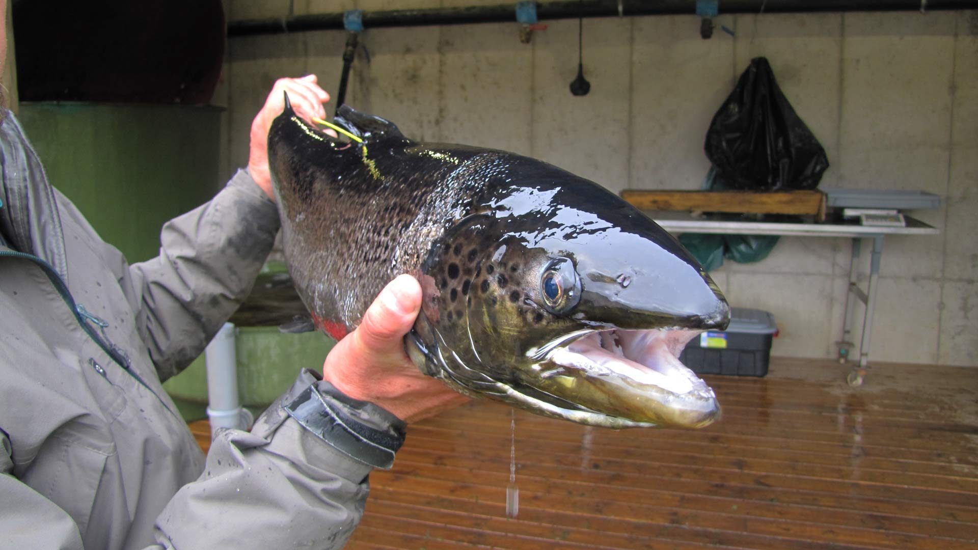 Saimaan järvilohi on laitostunut – mitä se tarkoittaa?