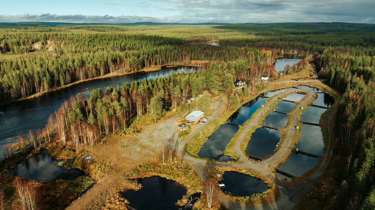Kalankasvatus Vääräniemi, Taivalkoski