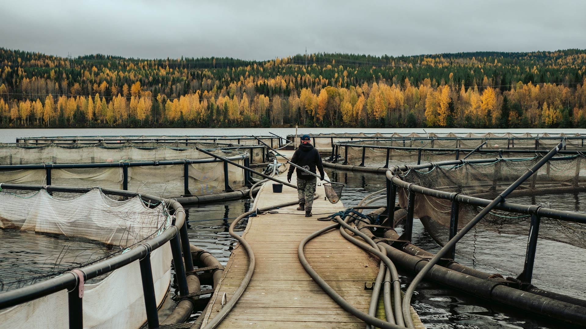 Kotimainen kalankasvatus minimoi ympäristöhaitat – lohitäistä ei huolta Suomessa