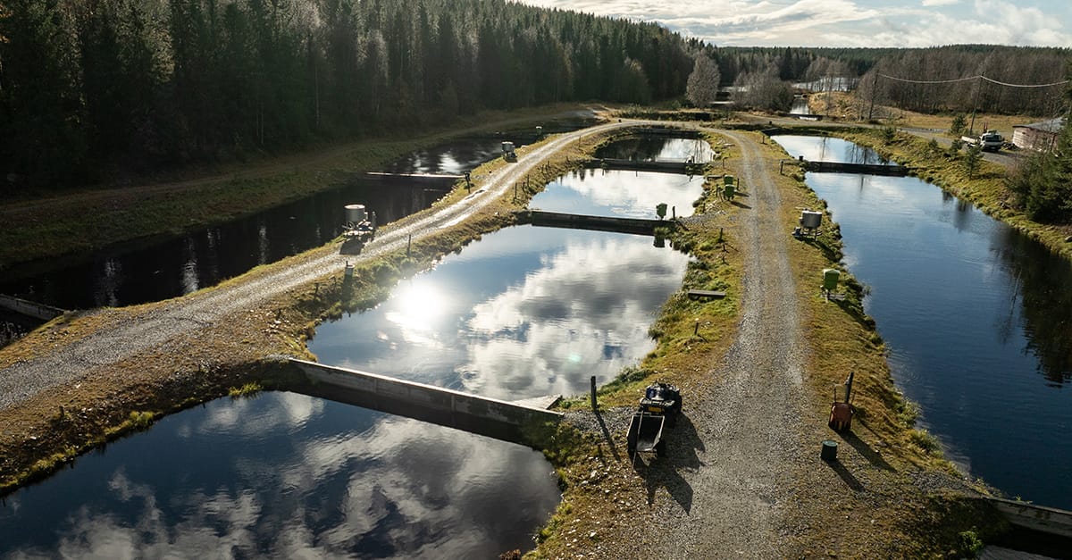 MOT-dokumentissa kuvattua materiaalia ei ole kuvattu Kalavapriikin kasvattamoilla