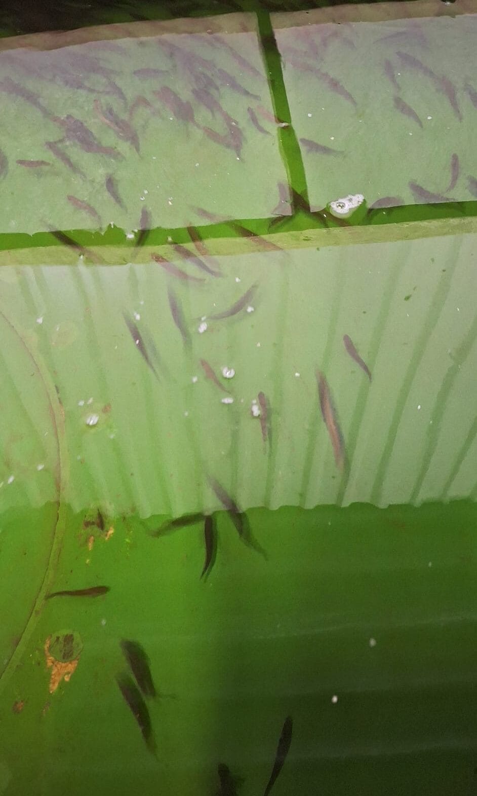 Missä lohet luuraa? Kalavapriikki mukana Kiiminkijoen lohitalkoissa