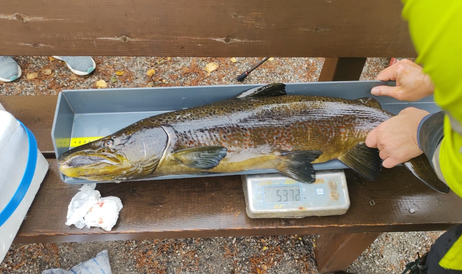 Hyviä ja huonoja uutisia järvilohesta