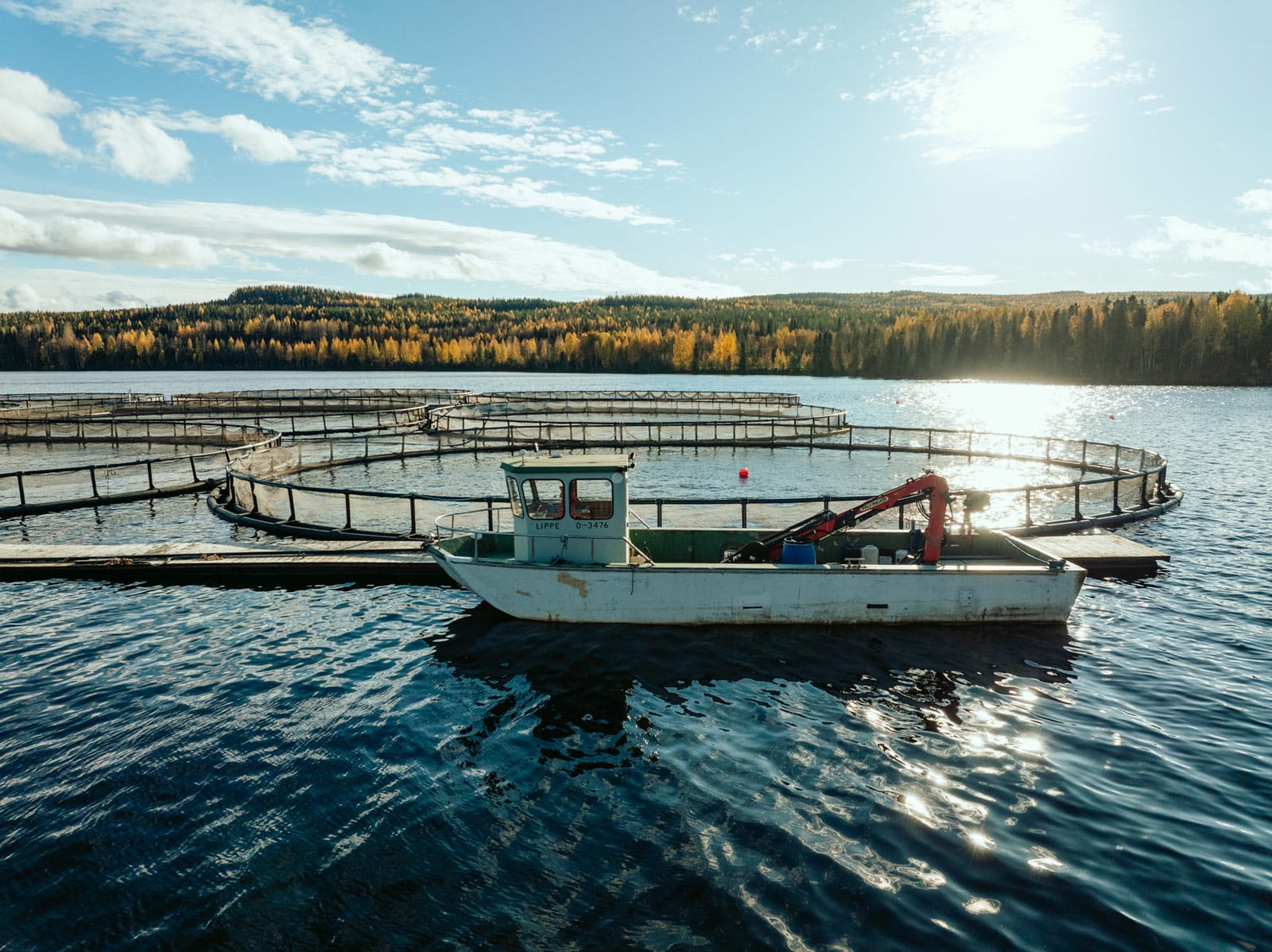 Kalavapriikki, Vääräniemi kalankasvattamo, Kaihua