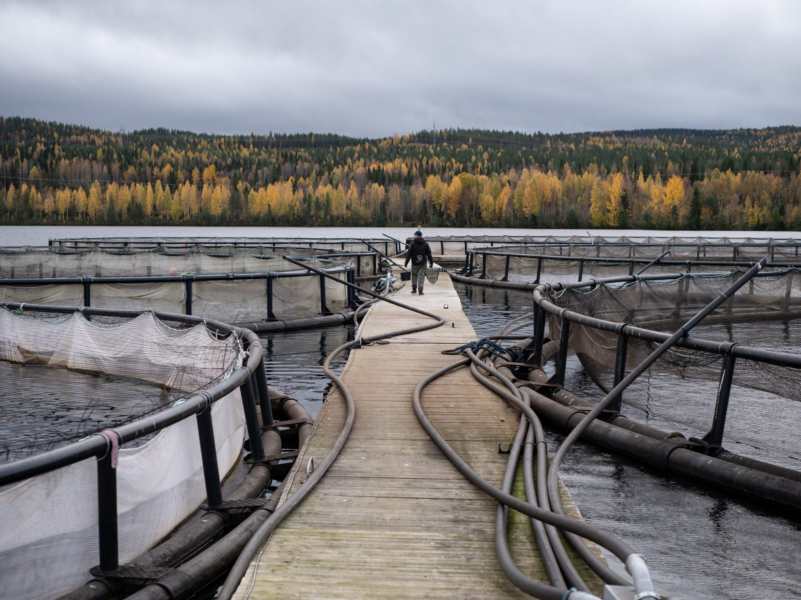 Suomenlohi herätti keskustelua – kotimainen kala nähdään osana Suomen ruokaturvaa ja huoltovarmuutta